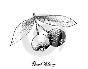 Hand Drawn of Brush Cherries on White Background