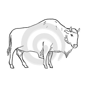 Hand Drawn Buffalo Illustration isolated on white. Vector