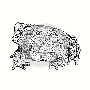 Hand drawn Bufotes oblongus, the Eastern Persian toad. Ink black and white drawing.