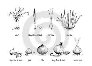 Hand Drawn of Bulb Vegetables on White Background