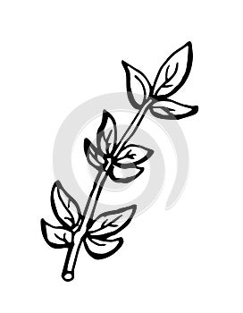 Hand drawn bunch of thyme branches isolated on white background