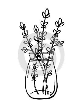 Hand drawn bunch of thyme branches isolated on white background