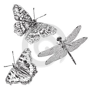 Hand drawn butterfly and dragonfly