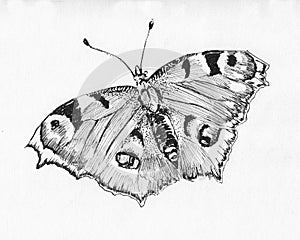 Hand drawn butterfly illustration