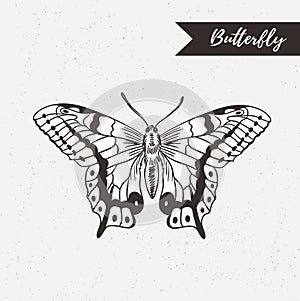 Hand drawn butterfly logo design. Vector element on the grunge background.