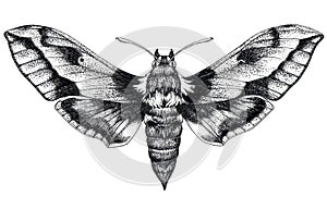Hand drawn butterfly tattoo. Dotwork tattoo. Hummingbird hawk moth. Macroglossum stellatarum. Lepidoptera. photo