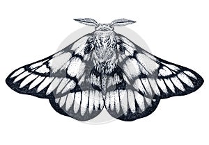 Hand drawn butterfly tattoo. Dotwork tattoo. Hemileuca griffini. Griffin`s sheepmoth or Canadian fleabane moth.