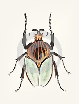 Hand drawn of cacique beetle photo