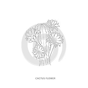 Hand drawn cactus flower.Plant design elements.