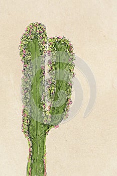 Hand drawn cactus on old paper background. Watercolor illustration.. Hand-drawn illustration.