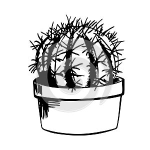 Hand-drawn cactus sketch. Home thorny plants drawing by ink, pen, marker. Isolated. Vector illustration