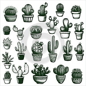 Hand Drawn cactus vector illustration. set vector illustration linear cactuses. Cactus vector
