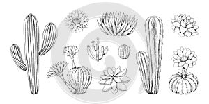 Hand drawn cactus. Vintage Mexican desert succulent with blossom. Tropical cactaceae plant decoration graphic. Blooming