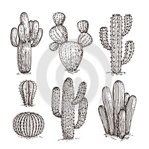 Hand drawn cactus. Western desert cacti mexican plants in sketch style. Cactuses doodle vector set