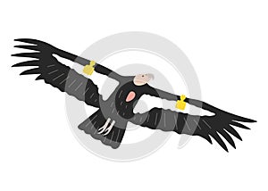 Hand drawn California condor illustration