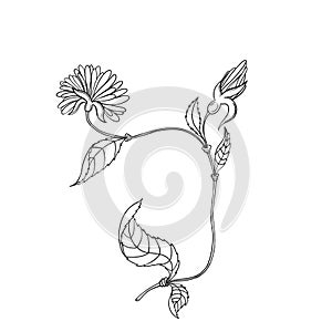 Hand drawn camomille isolated on white background photo