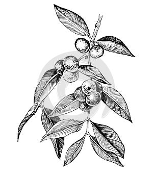 Hand drawn camu camu branch