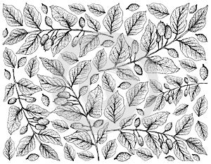 Hand Drawn of Canarium Subulatum Guillaumin on White Background