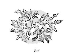 Hand Drawn of Carola Seaweed on White Background