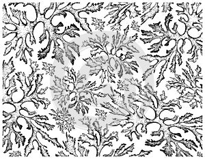 Hand Drawn of Carola Seaweed on White Background