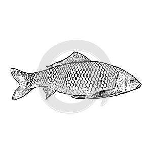 Hand drawn carp fish illustration.