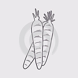 Hand drawn carrot. Organic eco vegetable food background. Healthy fresh food farm isolated on white background. Vegetable engraved