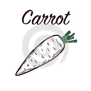Hand drawn carrots illustration isolated on white background