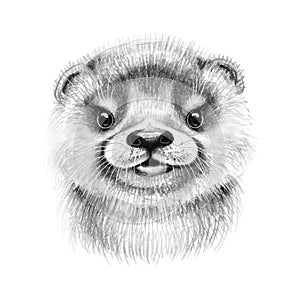 Hand Drawn Cartoon River Otter Cub