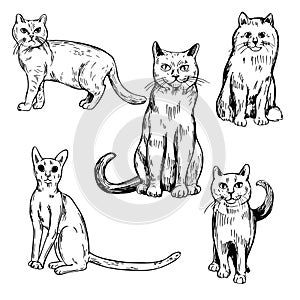 Hand drawn cats.  Vector sketch  illustration