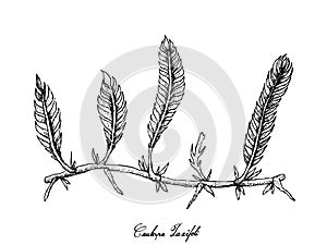 Hand Drawn of Caulerpa Taxifoli Seaweed on White Background