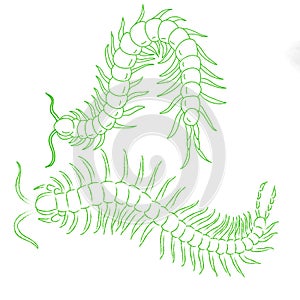 Hand-drawn centipede cartoon, insect icon. vector