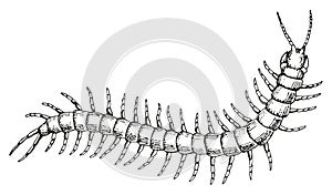 Hand drawn centipede vector illustration