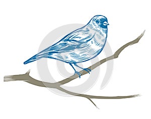 Hand drawn chaffinch