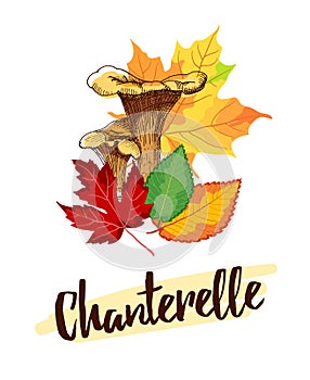 Hand Drawn Chanterelle Mushrooms photo