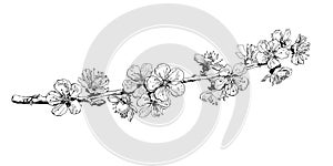 Hand drawn cherry blossom branch. Black and white sketch of sakura flowers. Vector illustration
