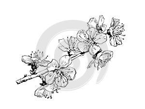 Hand drawn cherry blossom branch. Black and white sketch of sakura flowers. Vector illustrationd