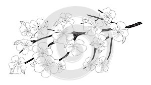 Hand-drawn cherry blossom branch. Isolated design element on white background.