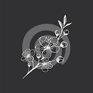 Hand drawn cherry blossom branch. Vector illustration on black background