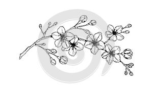 Hand drawn cherry blossom branch. Vector illustration in sketch style. Vintage spring flowers