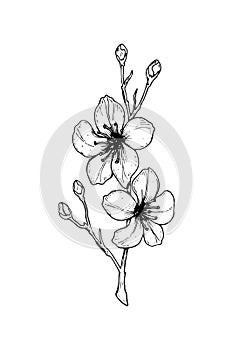 Hand drawn cherry blossom branch. Vector illustration in sketch style. Vintage spring flowers