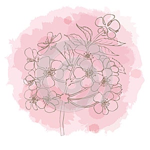 Hand drawn cherry blossom on watercolor stain. Vector illustration