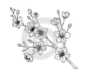 Hand drawn cherry branch in bloom. Vector illustration in sketch style. Vintage spring flowers