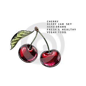 Hand drawn cherry branch, leaf and berry. Engraved colored vector illustration. Bird berry agriculture plant. Summer