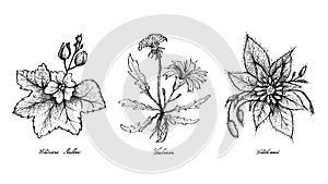 Hand Drawn of Chinese Mallow, Catsear and Chickweed
