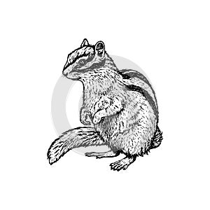 Hand drawn chipmunk. Vector sketch. Illustration of animal.