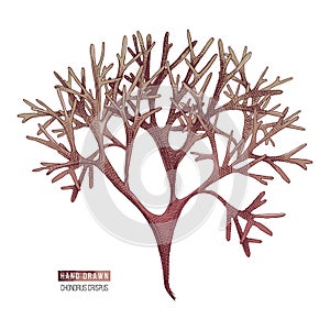 Hand drawn chondrus crispus algae