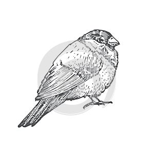 Hand Drawn Christmas Bullfinch Bird Vector Illustration. Abstract Rustic Sketch. Winter Holiday Engraving Style Drawing.