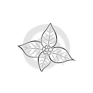 Hand drawn christmas floral element. vector element for greeting card and invitation design