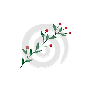Hand drawn christmas mistletoe branch