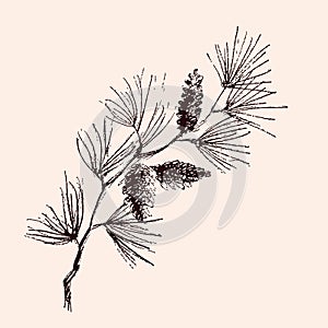 Hand drawn Christmas plants. Pine, spruce, fir, boxwood branches and cones,